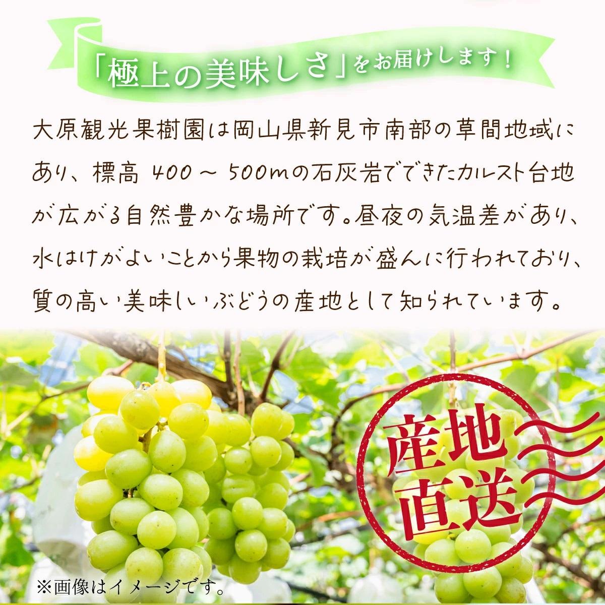 【2026年先行予約】［大原観光果樹園］シャインマスカット 2房（約1.2kg）【026-a014】 2房（約1.2kg）