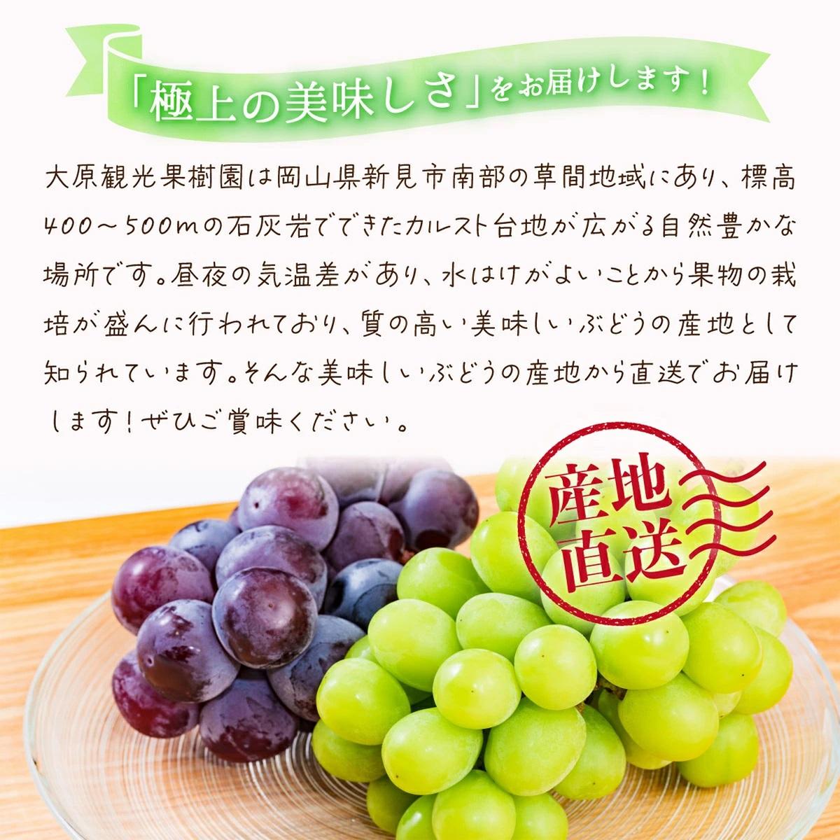 【2026年先行予約】［大原観光果樹園］ピオーネ1房とシャインマスカット1房（計2房 約1.2kg）【026-a017】 計2房 約1.2kg