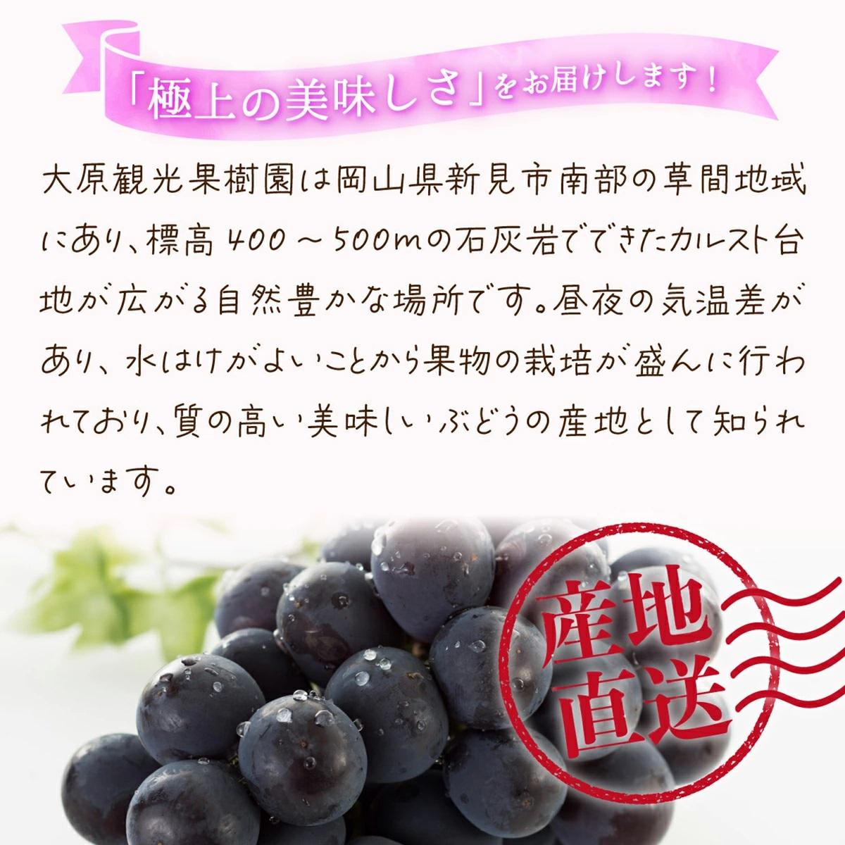 【2026年先行予約】［大原観光果樹園］ピオーネ 2房（約1.2kg）【026-a012】 2房（約1.2kg）
