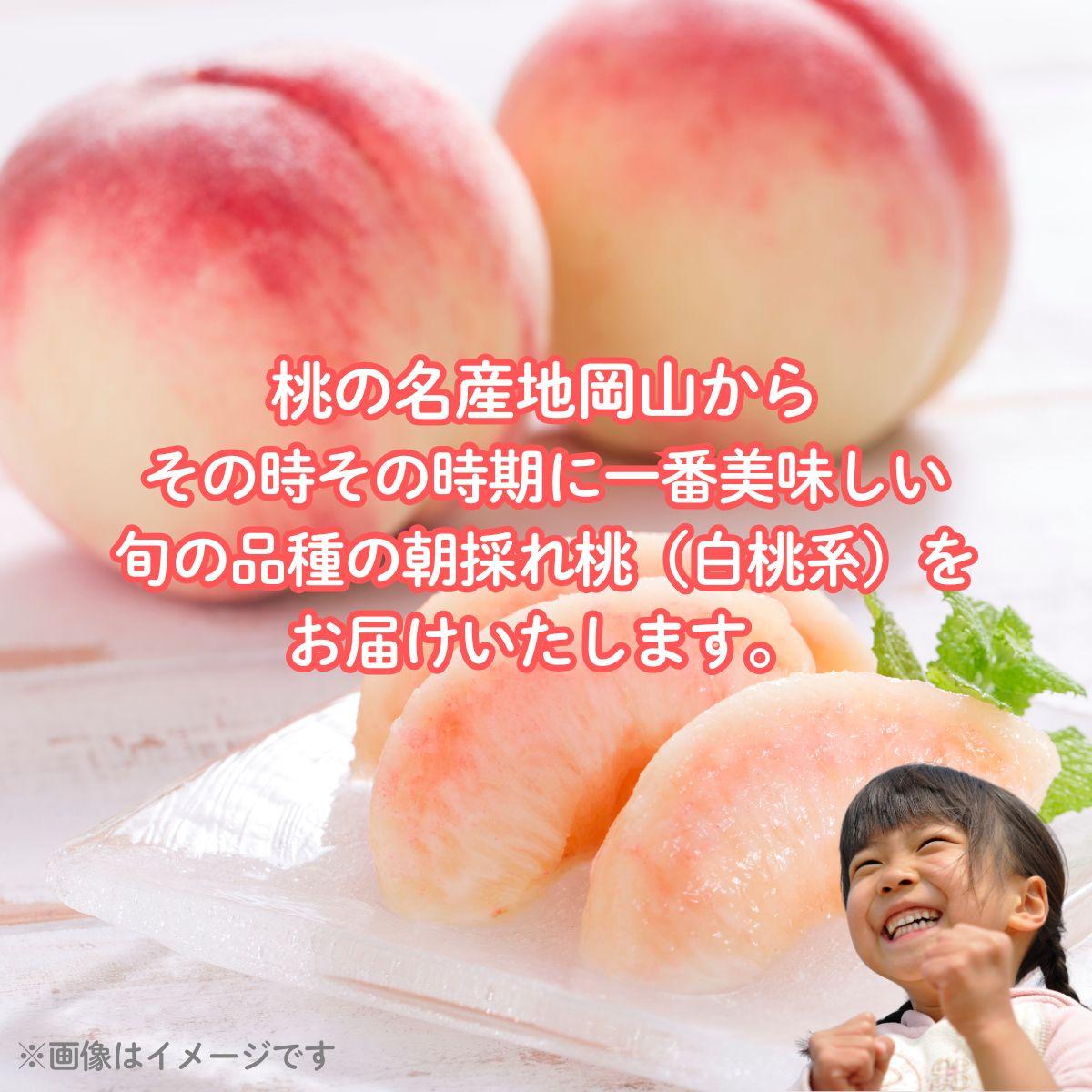 【2026年先行予約】［大原観光果樹園］岡山県産 旬の朝採れ白桃 1箱（約2kg 6玉）【026-a019】 約2kg6玉