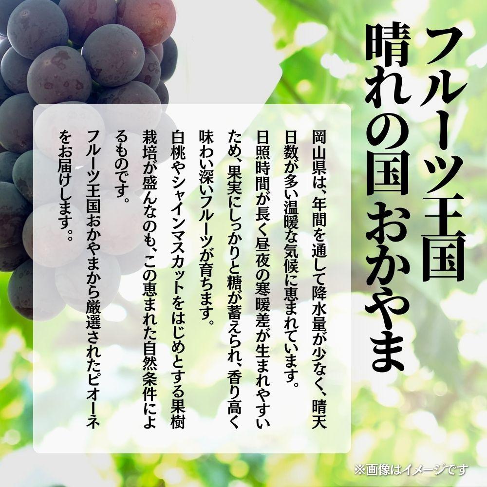 【2026年発送分 先行予約】【梅村ファーム】朝摘み直送 ピオーネ（2房入り 1.1kg以上）【030-a020】 2房（計1.1kg以上）