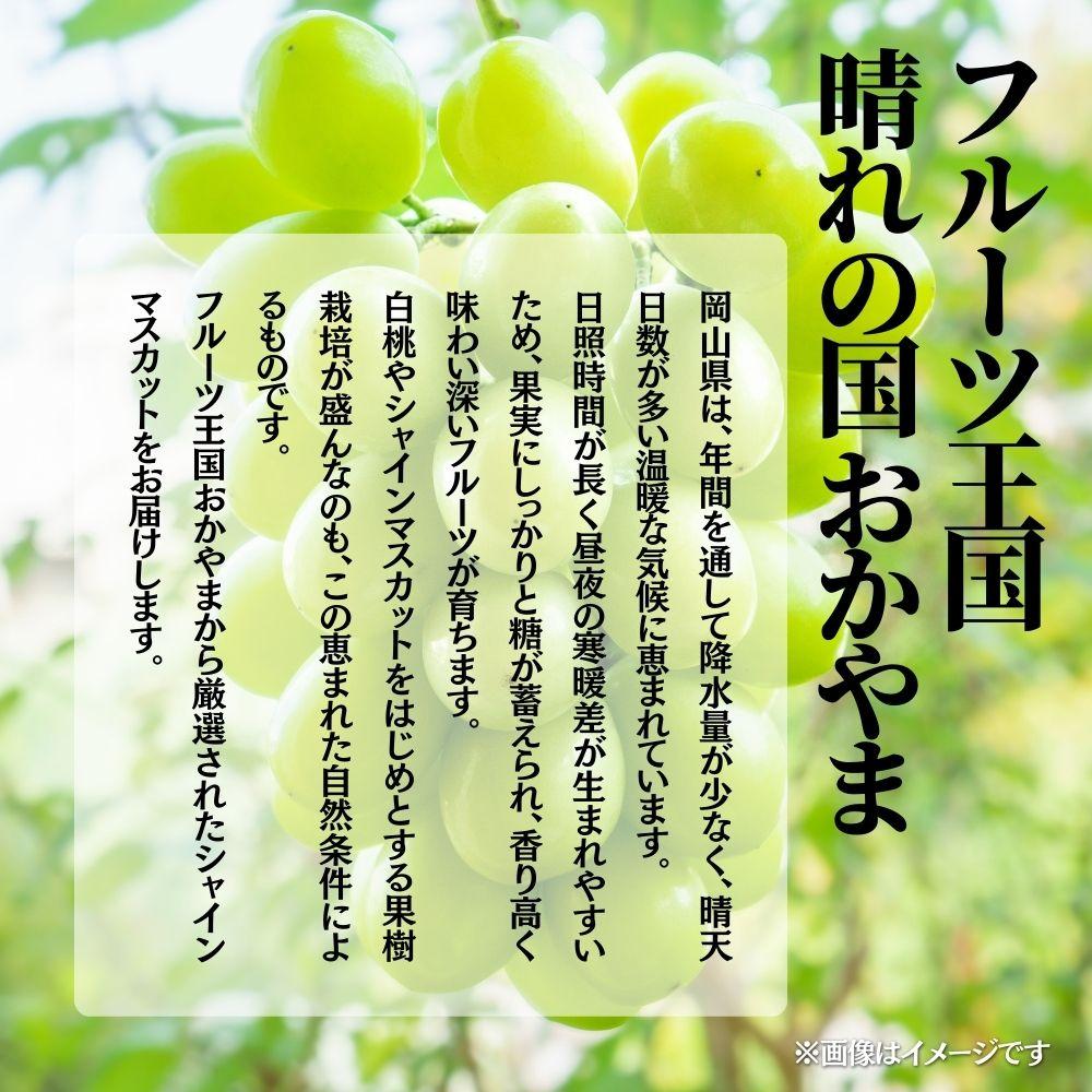 【2026年発送 先行予約】【梅村ファーム】朝摘み直送 シャインマスカット（2房入り 1.1kg以上）【030-a016】 2房入り（合計1.1kg以上）