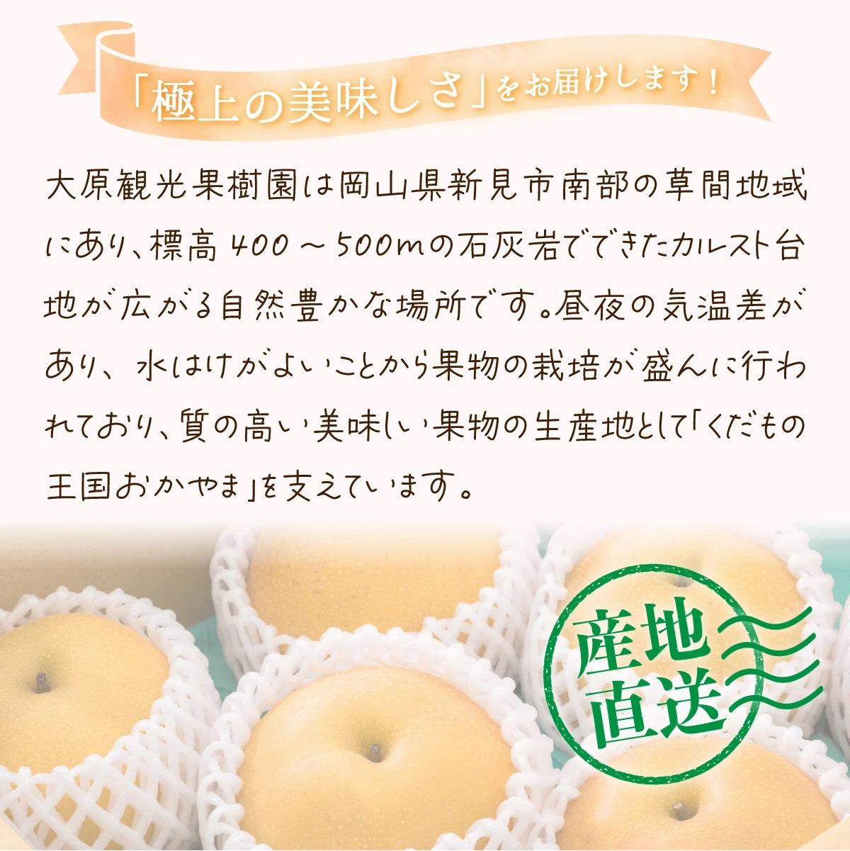 【2026年先行予約】［大原観光果樹園］岡山県産 旬の梨（新高）（約4kg ５～６玉）【026-a023】