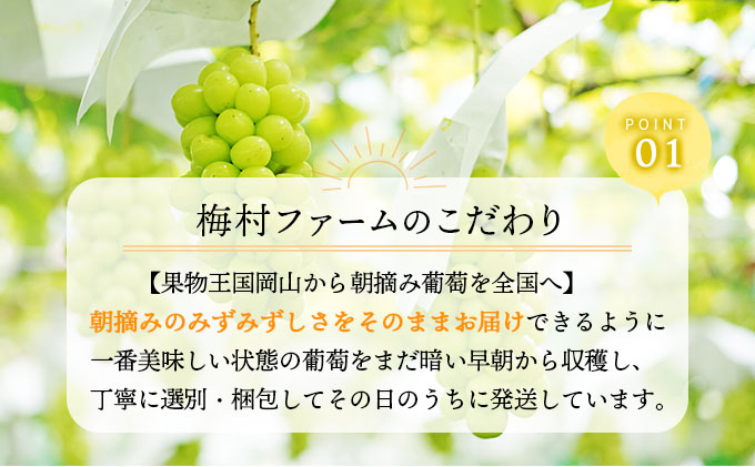 ＜2025年発送分 先行予約＞梅村ファーム 朝摘み直送 シャインマスカット（2房入り 1.1kg以上）【030-a010】