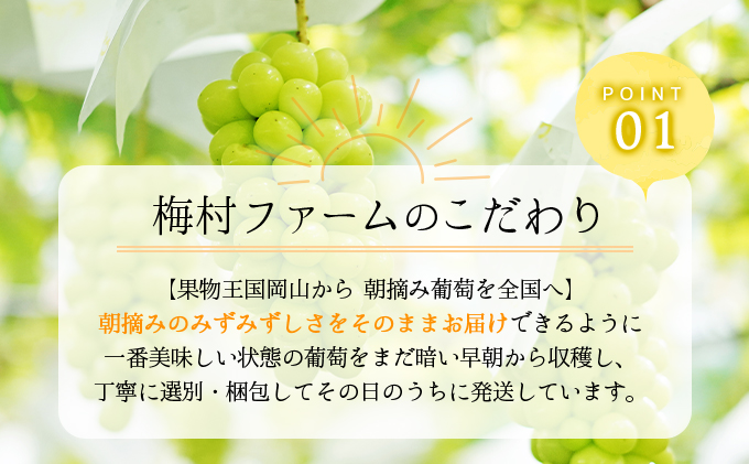 ＜2025年発送分 先行予約＞梅村ファーム 朝摘み直送 瀬戸ジャイアンツ（3房～5房入り 約2kg）【030-a013】