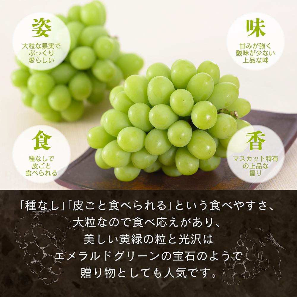 【先行予約 秋季 2026年9月上旬発送～】岡山県産シャインマスカット1.0kg（2～3房）【021-a019】 1.0kg（2～3房）