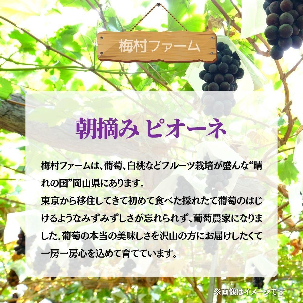 【2026年発送 先行予約】【梅村ファーム】朝摘み直送 ピオーネ（3～5房入り 約2.0kg）【030-a021】 3～5房（計約2.0kg）