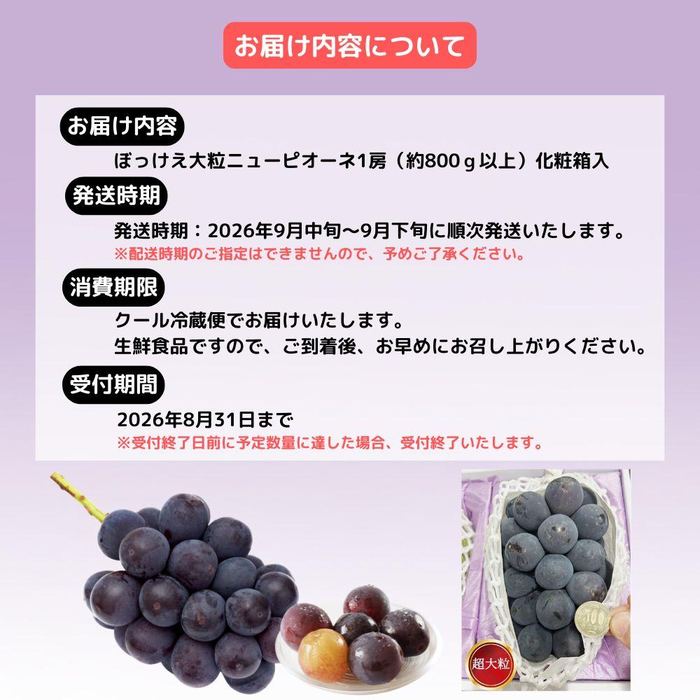 ぼっけえ大粒ニューピオーネ1房（約800ｇ以上）化粧箱入