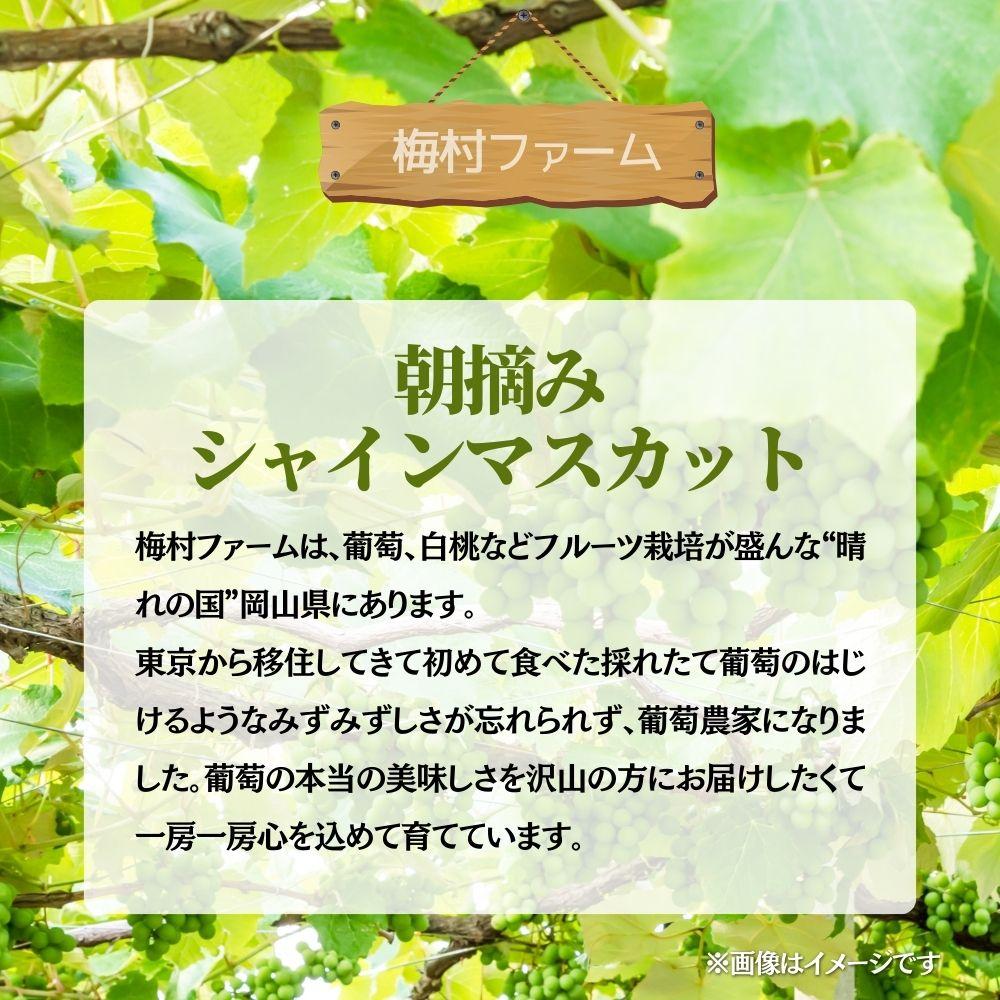 【2026年発送 先行予約】【梅村ファーム】朝摘み直送 シャインマスカット（2房入り 1.1kg以上）【030-a016】 2房入り（合計1.1kg以上）
