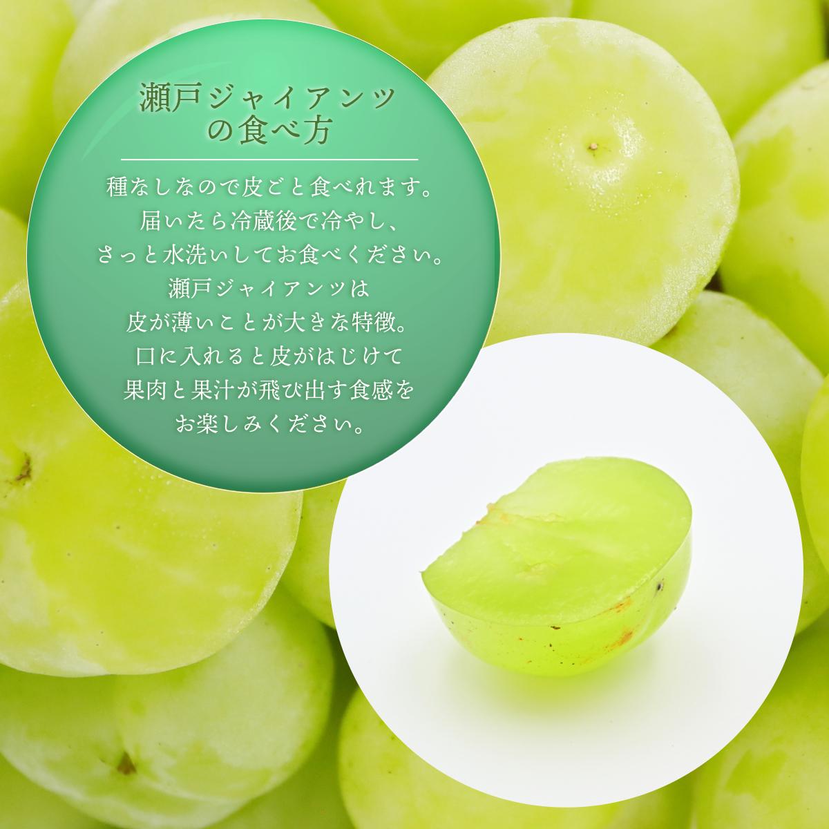 【2026年先行予約】［大原観光果樹園］瀬戸ジャイアンツ  3～4房（約2kg） 026-a016