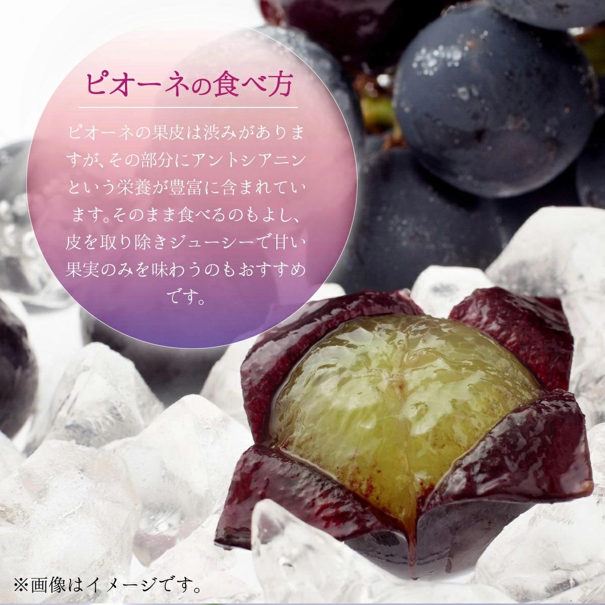 【2026年先行予約】［大原観光果樹園］ピオーネ 3～4房（約2kg）化粧箱入り【026-a013】 3～4房（約2kg）