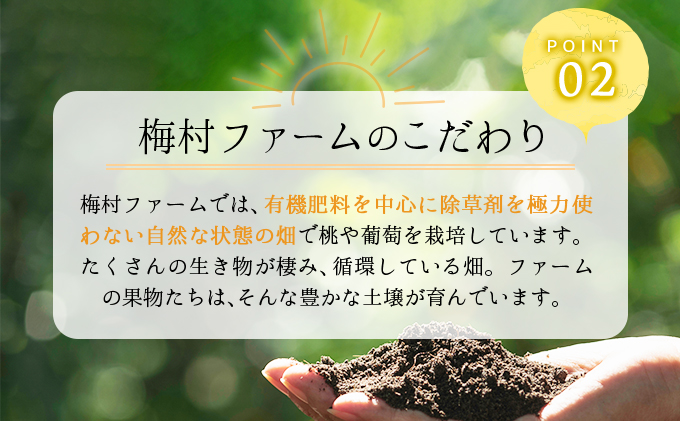 ＜2025年発送分 先行予約＞梅村ファーム 朝摘み直送 瀬戸ジャイアンツ（3房～5房入り 約2kg）【030-a013】