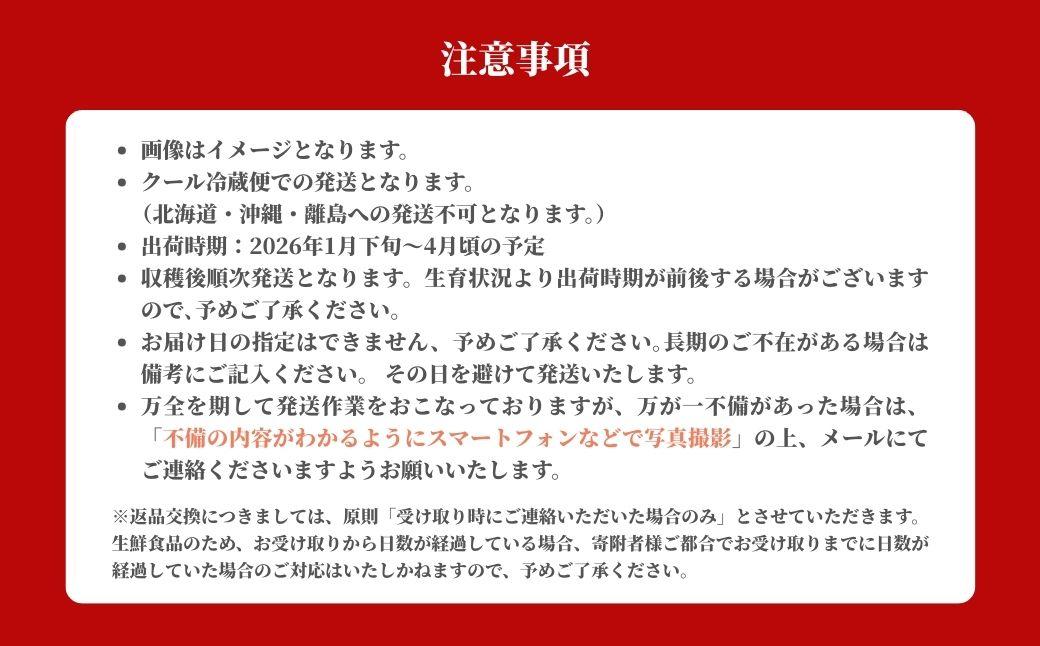 鏡野町産 朝摘みいちご「さちのか」4パック（合計1kg）【2026年1月～4月発送】【029-a015】 4パック（合計1kg）