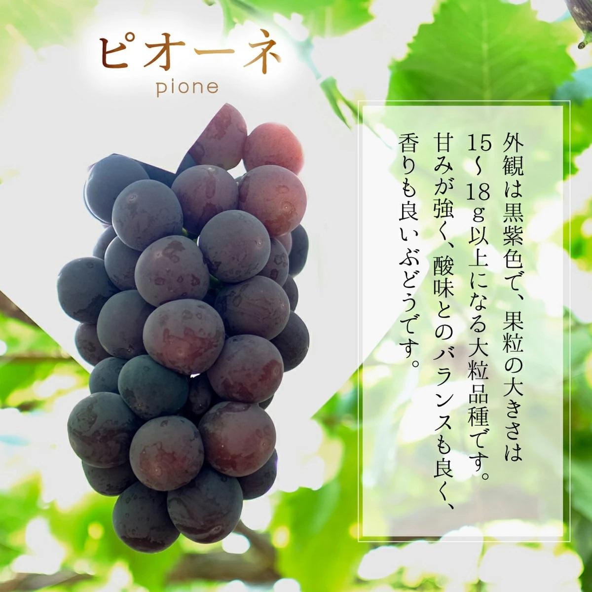 【2026年先行予約】［大原観光果樹園］ピオーネ2房とシャインマスカット2房（計4房 約2kg）【026-a018】 計4房 約2kg