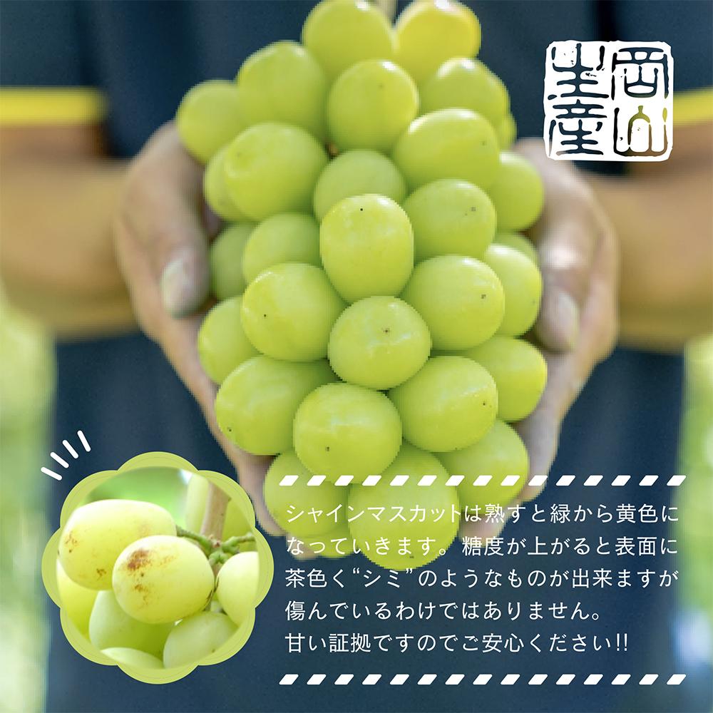 【先行予約 秋季 2026年9月上旬発送～】岡山県産シャインマスカット1.0kg（2～3房）【021-a019】 1.0kg（2～3房）