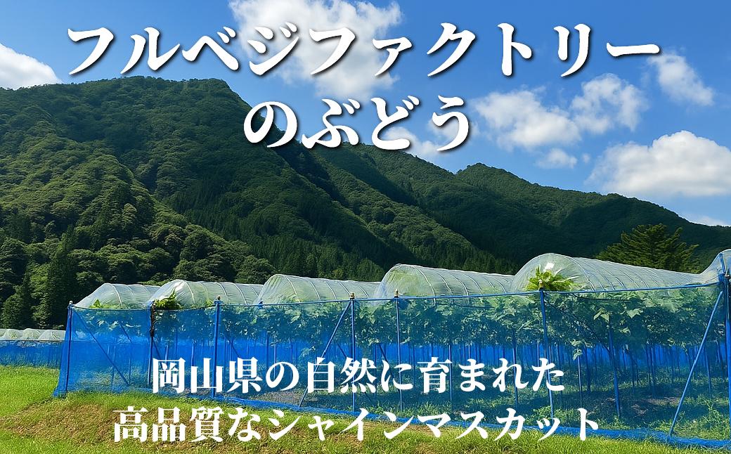 【2026年先行予約】［加温］岡山県産シャインマスカット 700g（１房入） 700g（１房入）