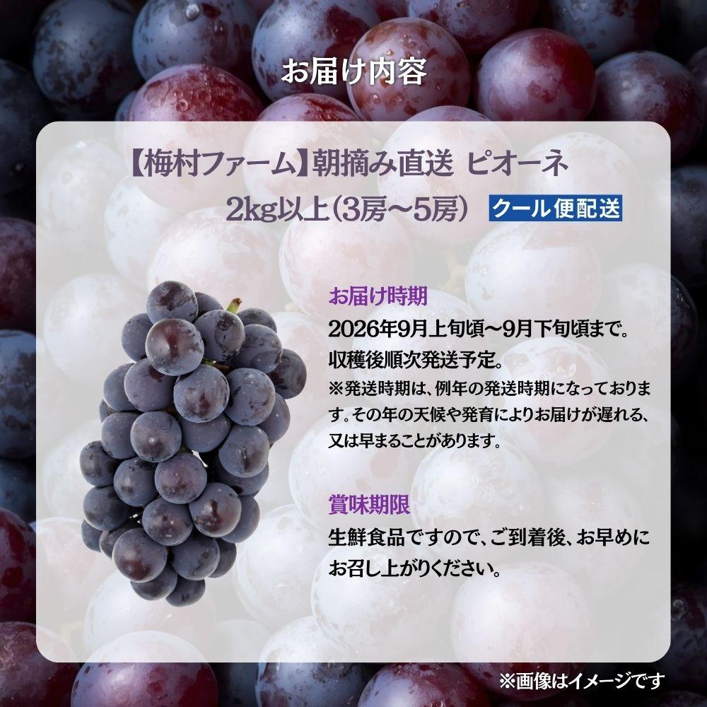 【2026年発送 先行予約】【梅村ファーム】朝摘み直送 ピオーネ（3～5房入り 約2.0kg）【030-a021】 3～5房（計約2.0kg）