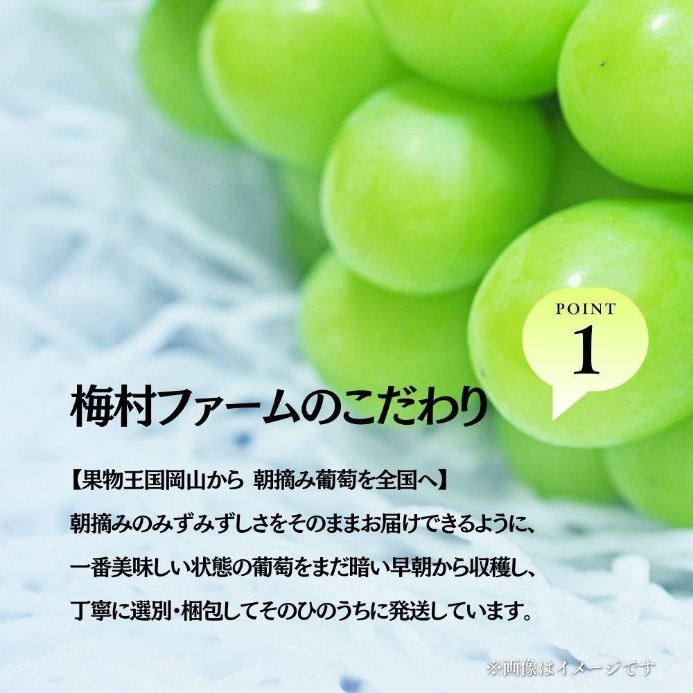 【2026年発送 先行予約】【梅村ファーム】朝摘み直送 瀬戸ジャイアンツ（3～5房入り 約2.0kg）【030-a019】 3～5房(計約2.0kg）