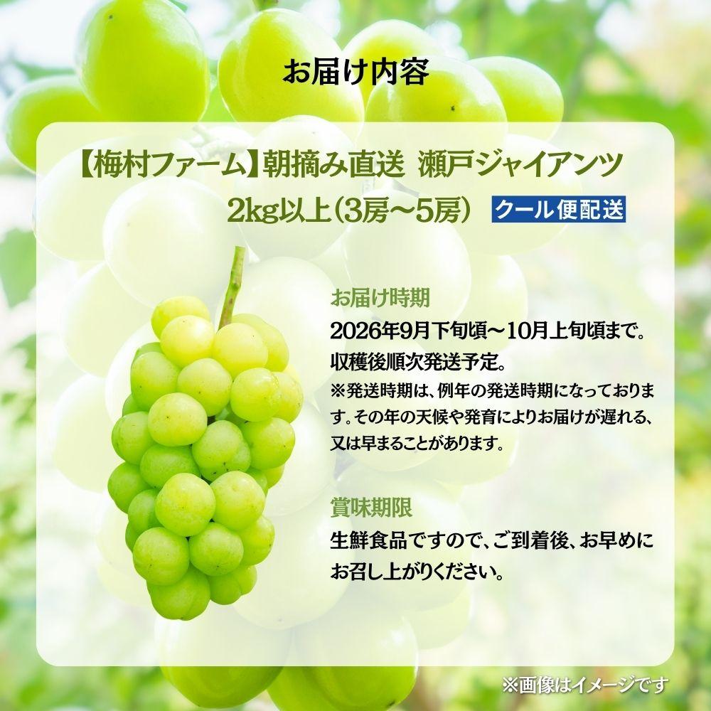 【2026年発送 先行予約】【梅村ファーム】朝摘み直送 瀬戸ジャイアンツ（3～5房入り 約2.0kg）【030-a019】 3～5房(計約2.0kg）