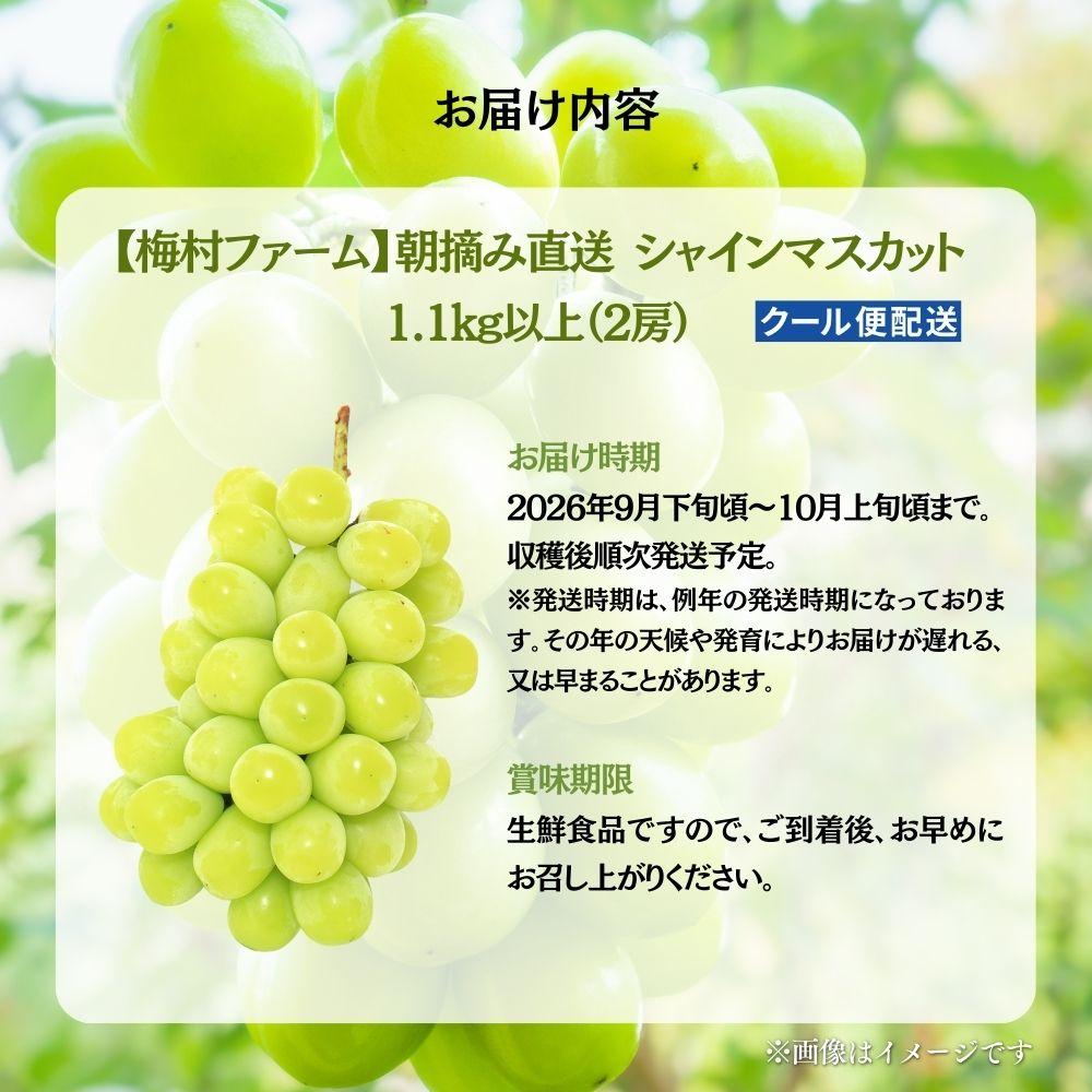 【2026年発送 先行予約】【梅村ファーム】朝摘み直送 シャインマスカット（2房入り 1.1kg以上）【030-a016】 2房入り（合計1.1kg以上）