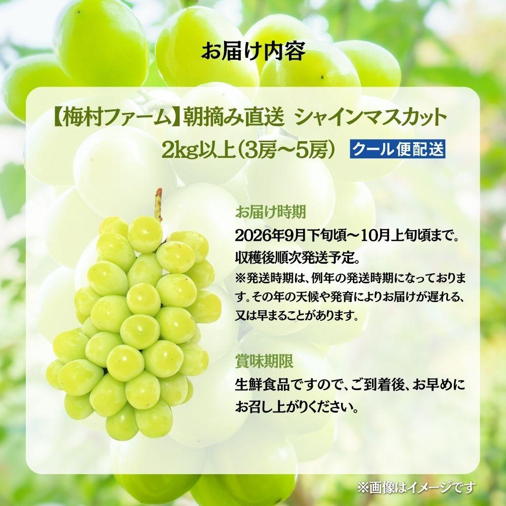 【2026年発送分 先行予約】【梅村ファーム】朝摘み直送 シャインマスカット（3～5房入り 約2.0kg）【030-a017】 3房～5房入り（合計約2.0kg）