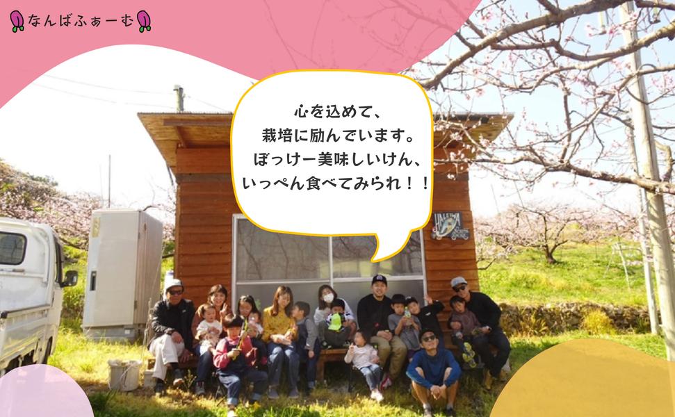 【2026年先行予約】［なんばふぁーむ］岡山県産 黄金桃 2.0kg（6～9玉）［ご家庭用］ 2.0kg（6～9玉）