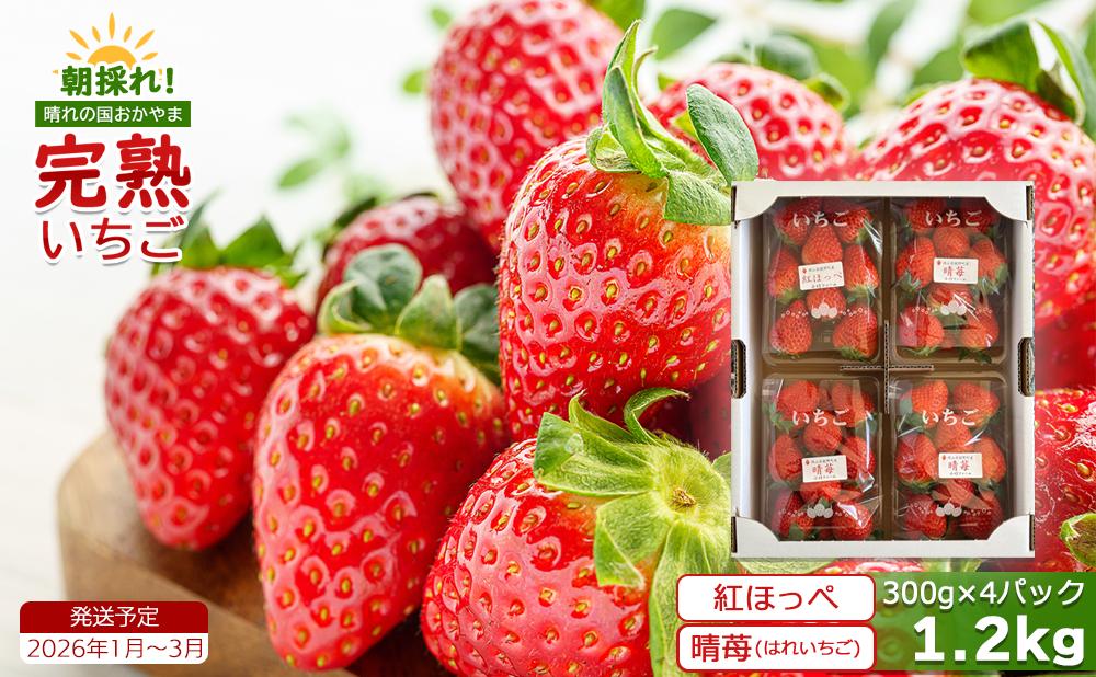 鏡野町産 朝採れ！旬の完熟いちご 300g×4パック＜2026年1月～3月発送＞【038-a004】 300g×4パック