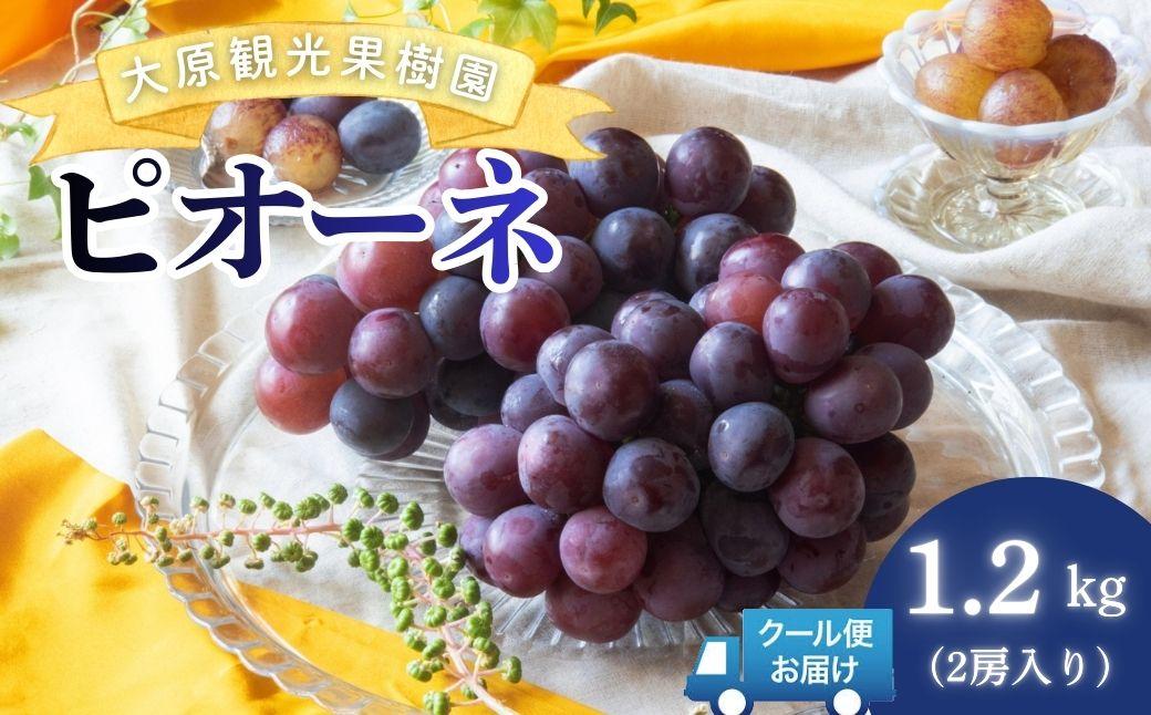 【2026年先行予約】［大原観光果樹園］ピオーネ 2房（約1.2kg）【026-a012】 2房（約1.2kg）