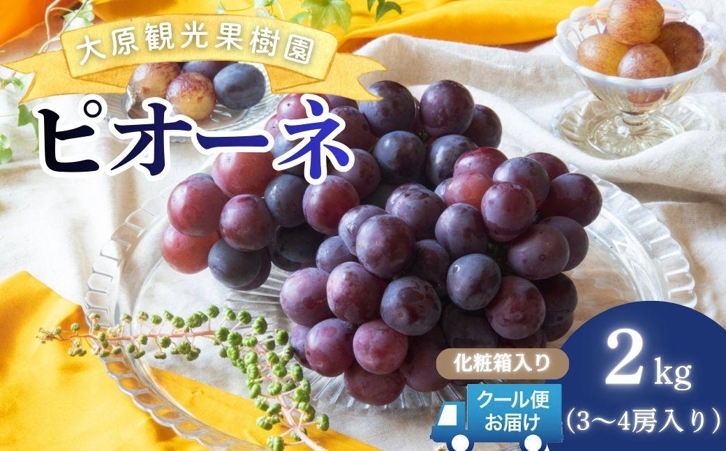 【2026年先行予約】［大原観光果樹園］ピオーネ 3～4房（約2kg）化粧箱入り【026-a013】 3～4房（約2kg）