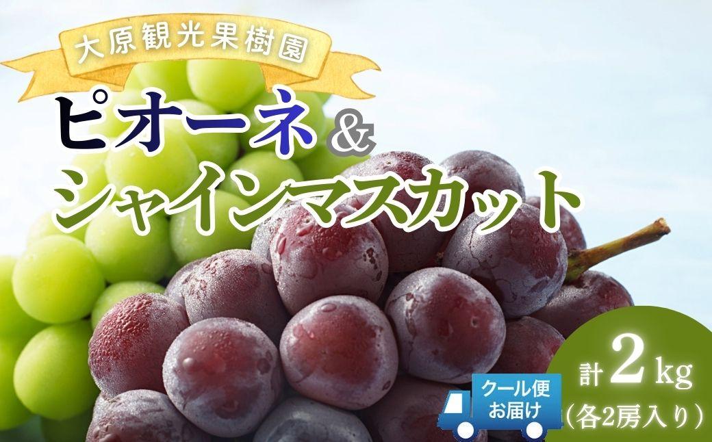 【2026年先行予約】［大原観光果樹園］ピオーネ2房とシャインマスカット2房（計4房 約2kg）【026-a018】 計4房 約2kg
