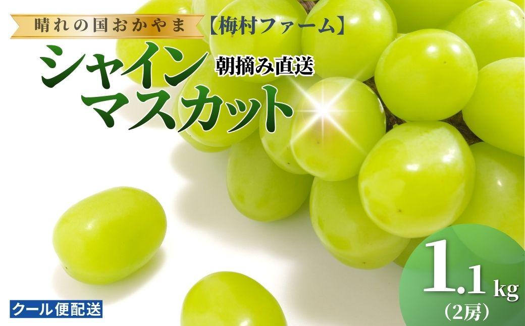 【2026年発送 先行予約】【梅村ファーム】朝摘み直送 シャインマスカット（2房入り 1.1kg以上）【030-a016】 2房入り（合計1.1kg以上）