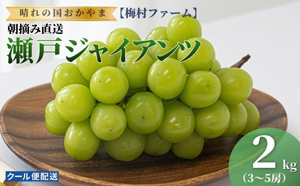 【2026年発送 先行予約】【梅村ファーム】朝摘み直送 瀬戸ジャイアンツ（3～5房入り 約2.0kg）【030-a019】 3～5房(計約2.0kg）
