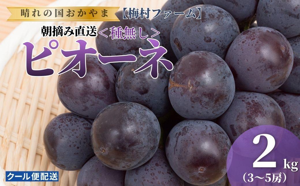 【2026年発送 先行予約】【梅村ファーム】朝摘み直送 ピオーネ（3～5房入り 約2.0kg）【030-a021】 3～5房（計約2.0kg）