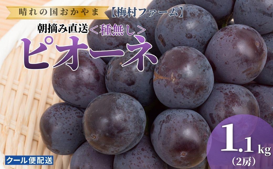 【2026年発送分 先行予約】【梅村ファーム】朝摘み直送 ピオーネ（2房入り 1.1kg以上）【030-a020】 2房（計1.1kg以上）