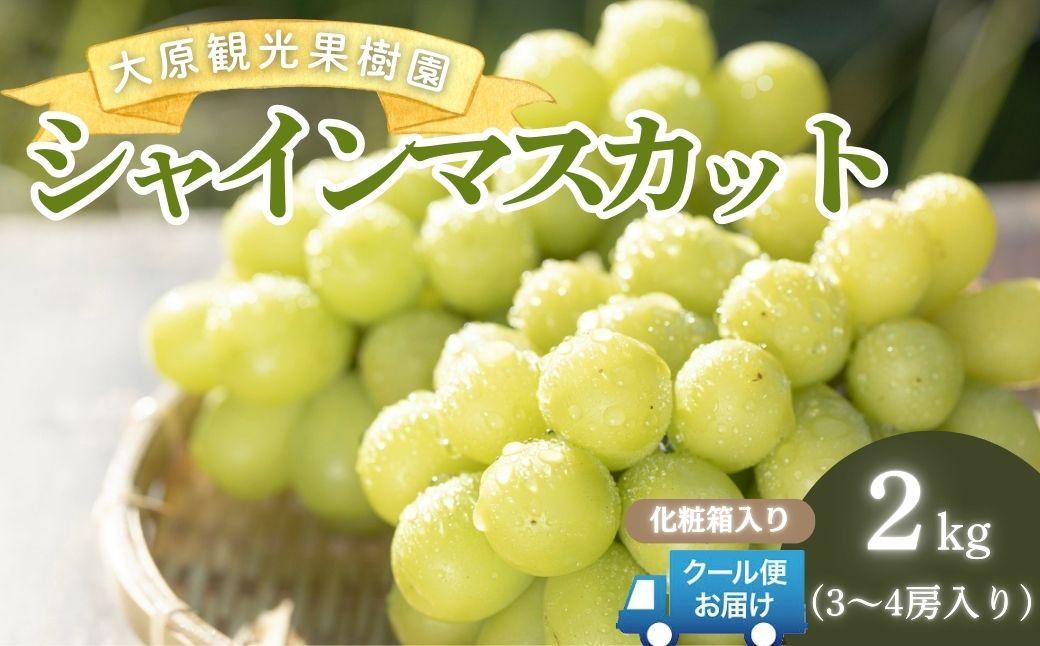 【2026年先行予約】［大原観光果樹園］シャインマスカット 3～4房（約2kg）化粧箱入り【026-a015】 3～4房（約2kg）