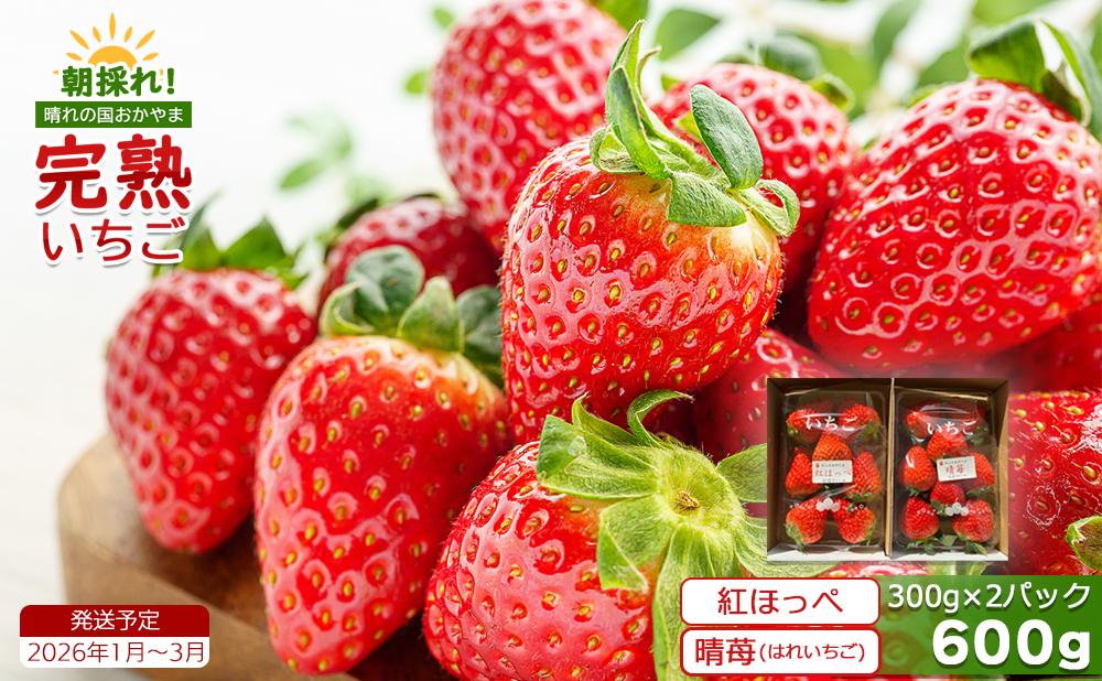 鏡野町産 朝採れ！旬の完熟いちご 300g×2パック＜2026年1月～3月発送＞【038-a003】 300g×2パック