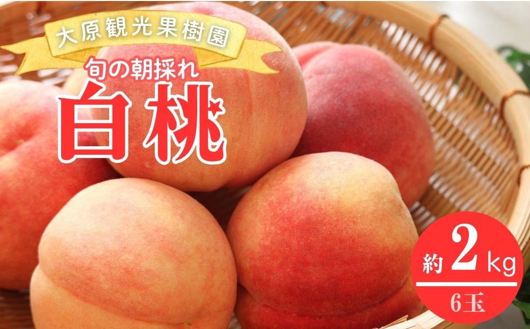 【2026年先行予約】［大原観光果樹園］岡山県産 旬の朝採れ白桃 1箱（約2kg 6玉）【026-a019】 約2kg6玉