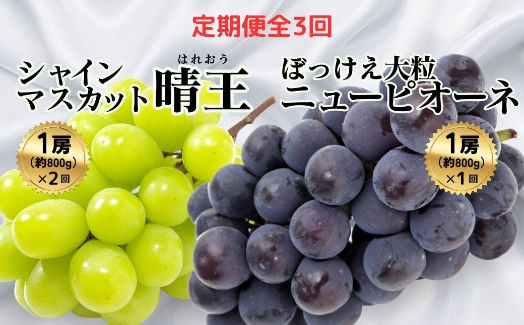 ＜定期便全3回＞シャインマスカット晴王1房800g 2回とぼっけぇピオーネ1房800g 1回の計3回コース [040-a013]