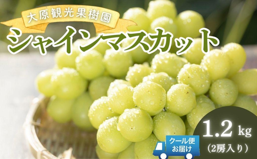 【2026年先行予約】［大原観光果樹園］シャインマスカット 2房（約1.2kg）【026-a014】 2房（約1.2kg）