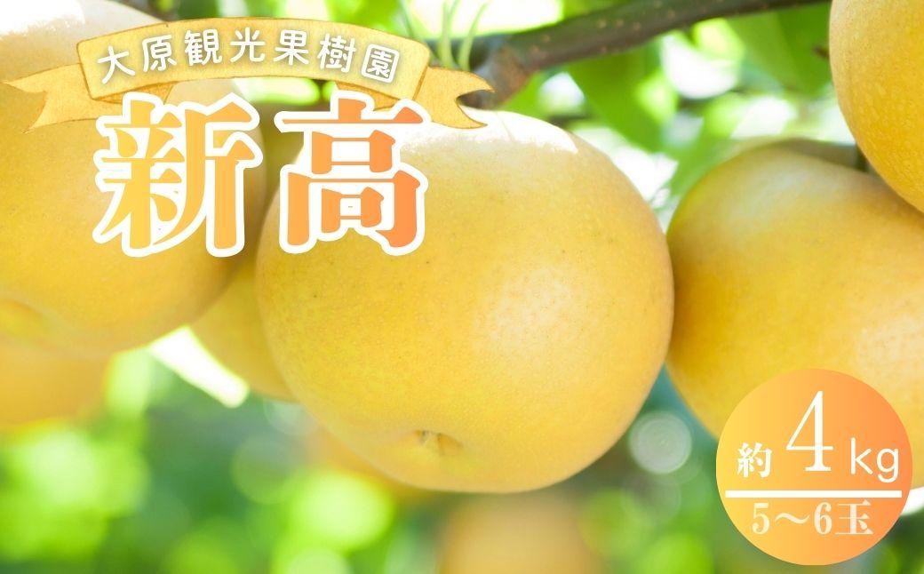 【2026年先行予約】［大原観光果樹園］岡山県産 旬の梨（新高）（約4kg ５～６玉）【026-a023】