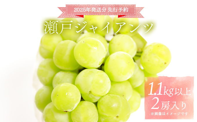 ＜2025年発送分 先行予約＞梅村ファーム 朝摘み直送 瀬戸ジャイアンツ（2房入り 1.1kg以上）【030-a012】