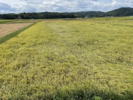 令和7年産 食味コンテスト受賞者の作る お米シリーズ 「 ミルキークイーン 白米 5kg 」 ＜11月から3月発送＞ _S137 白米＿新米 5kg×1袋