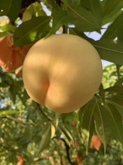 木成り熟成 光田さん 自慢の桃 あかつき 3kg (7～9玉) ＜7月21日から30日頃発送＞ _S54