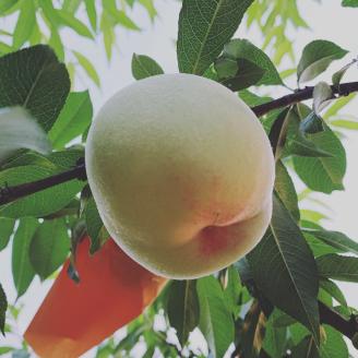 光田さん 自慢の桃 白鳳 3kg (7～9玉) ＜7月10日から25日頃発送＞ _S113