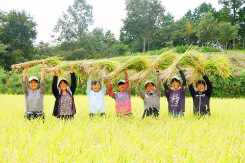 一等米 ミルキークイーン 白米 20kg _S82