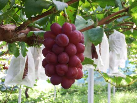 岡山県産 ぶどう マスカットビオレ 1.0kg以上 ＜10月中旬から11月中旬発送＞ _A13 1.0kg以上