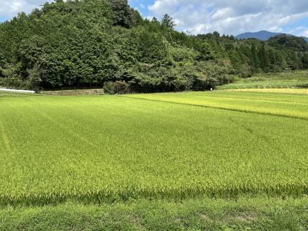 令和7年産 食味コンテスト受賞者の作る お米シリーズ 「 きぬむすめ 玄米 30kg 」 ＜11月から3月発送＞ _S102 玄米＿新米 30kg×1袋