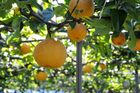 岡山県 勝央町産 梨 新高梨 4kg箱 (4～5玉) ＜10月中旬から11月上旬発送＞ _A20