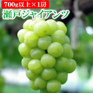 岡山県 勝央町産 ぶどう 瀬戸ジャイアンツ 700g以上 (1房) ＜10月発送＞ _A6 700g以上 （1房）