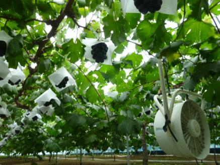 岡山県 勝央町産 ぶどう ニューピオーネ 700g以上 (1房) ＜7月中旬から7月下旬発送＞ _A4